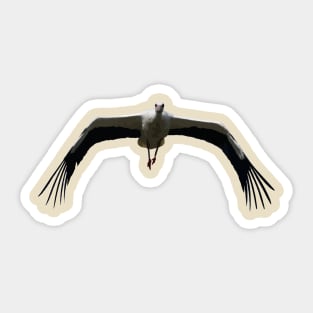 White Stork (Ciconia ciconia) Bird Wings Flapping Vector Sticker